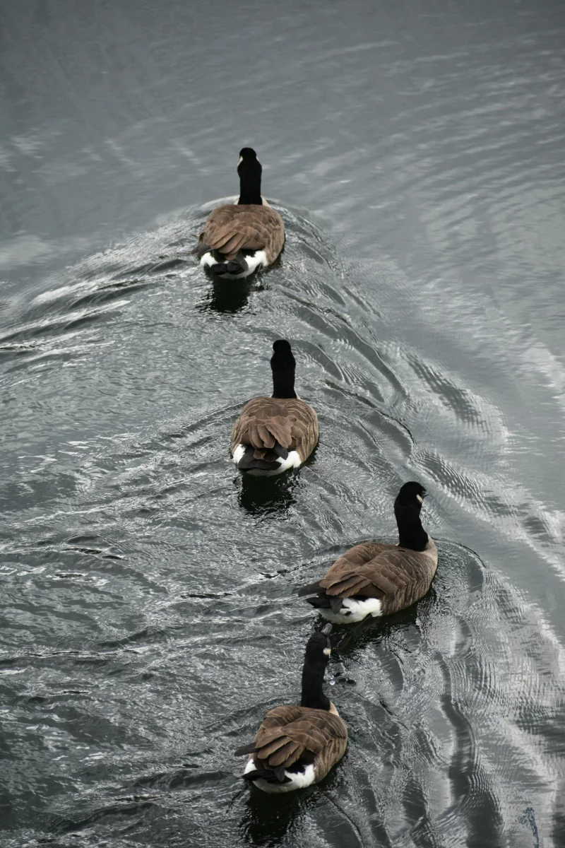 Four Canada geese swimming in formation creating ripples in a peaceful river scene.
