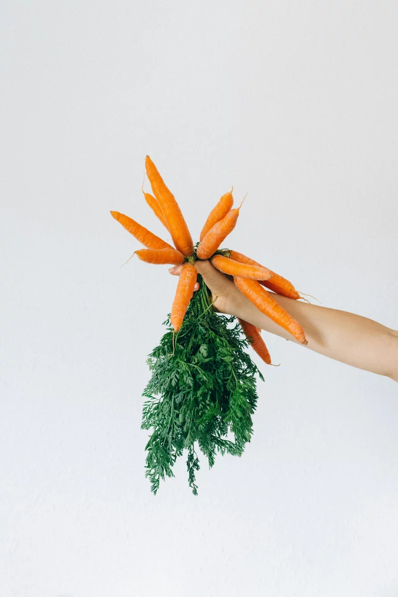 A hand holding a fresh bunch of organic carrots with vibrant green tops.