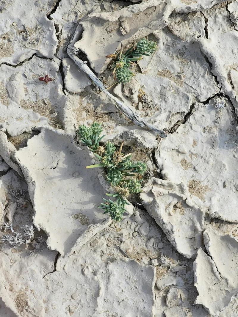 Dry cracked soil with sparse vegetation highlights climate change impact.