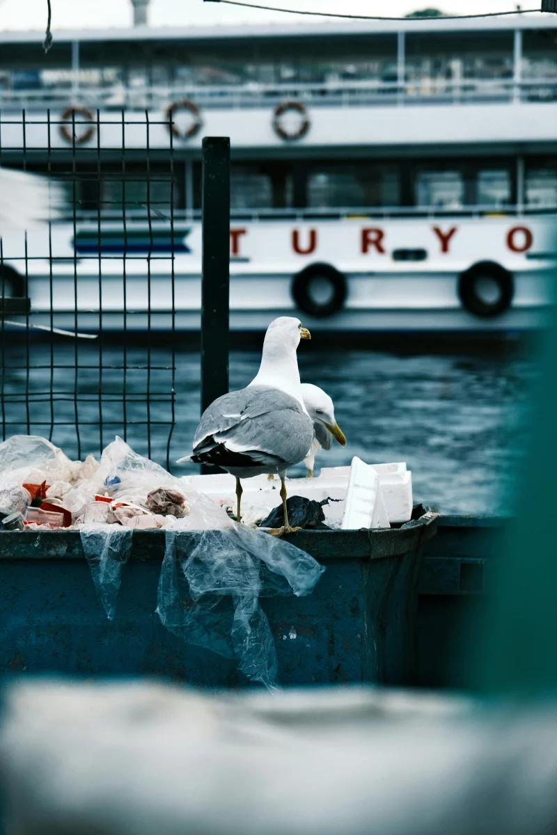 Seagulls perching on a trash bin by the waterfront with a boat in the background.
