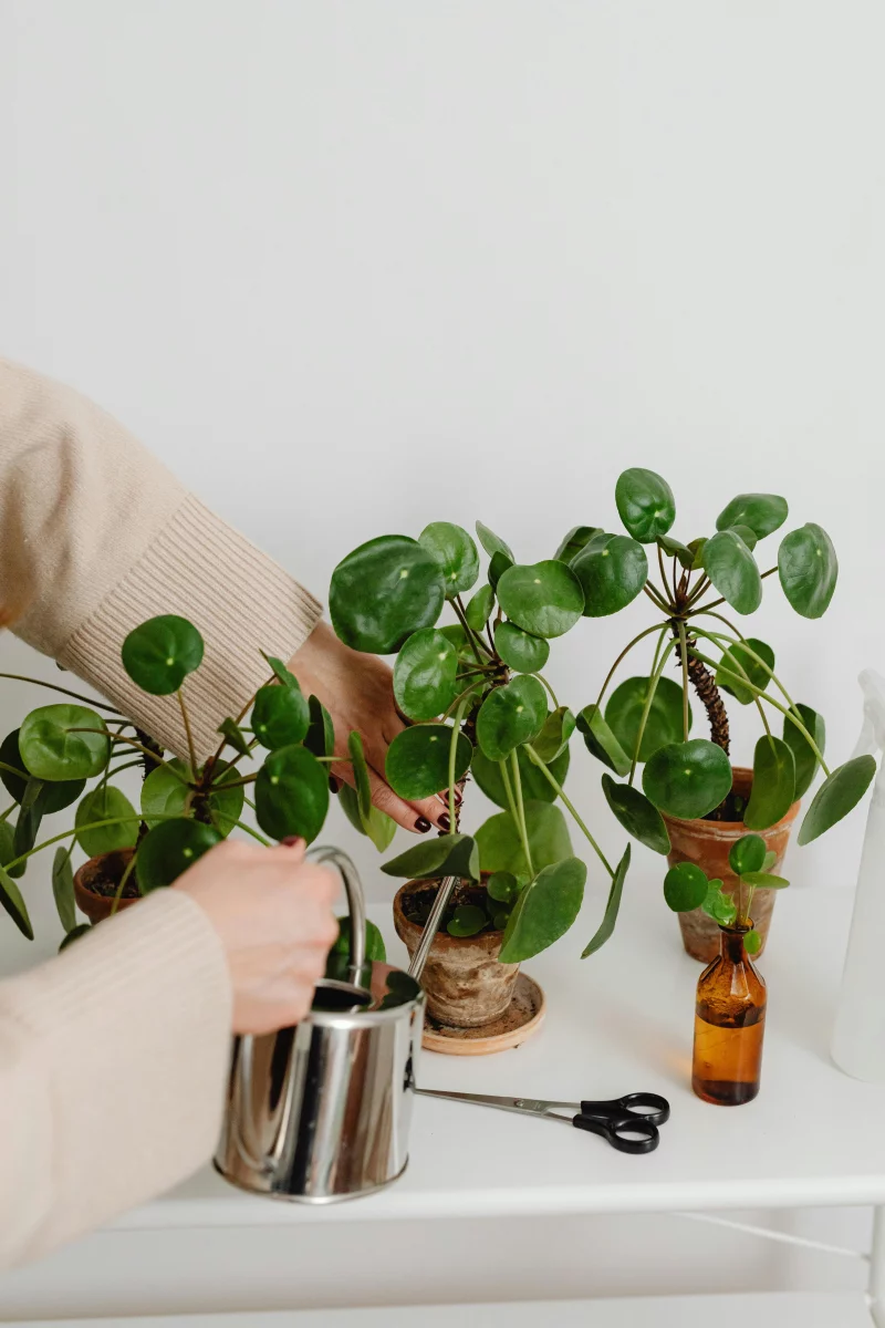 A woman waters lush Pilea plants indoors with a metal watering can.