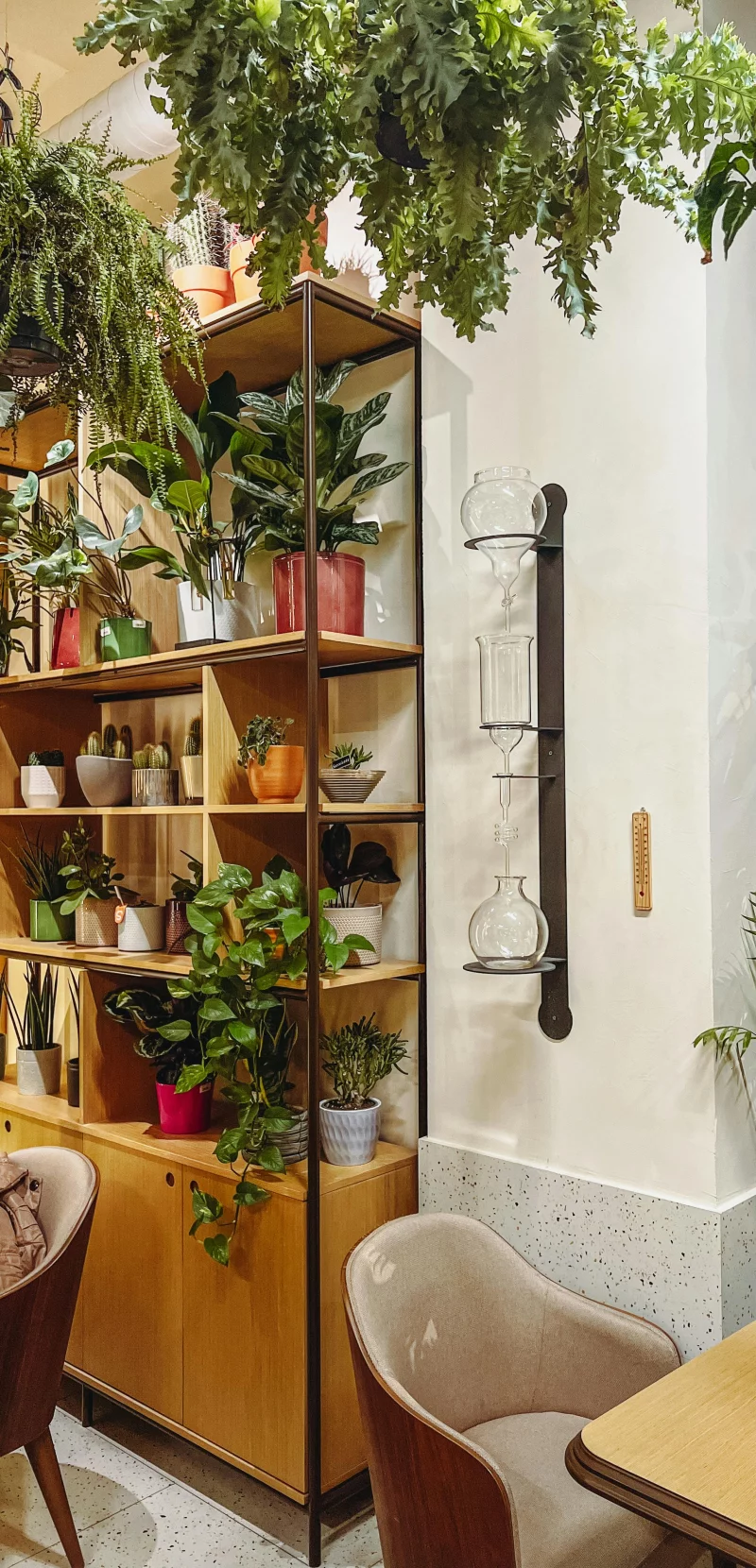 Stylish indoor space with wooden shelves and various potted plants for a tranquil vibe.