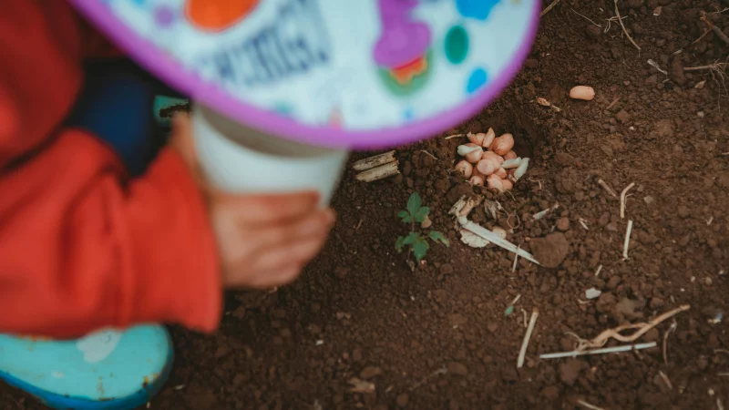 A child gardening, planting seeds in brown soil. Hands involved in outdoor activity.