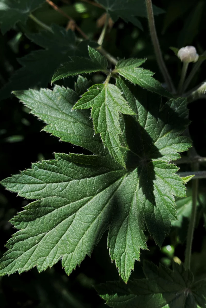 Detailed view of vibrant green leaves in natural sunlight showcasing leaf veins and texture.