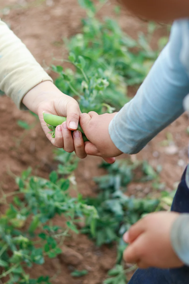 Close-up of children picking fresh beans in a garden, focusing on hands.