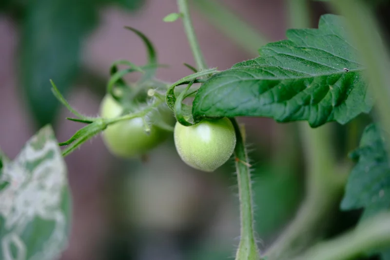Close-up of unripe green tomatoes on a vine with lush green leaves, showcasing nature's growth.