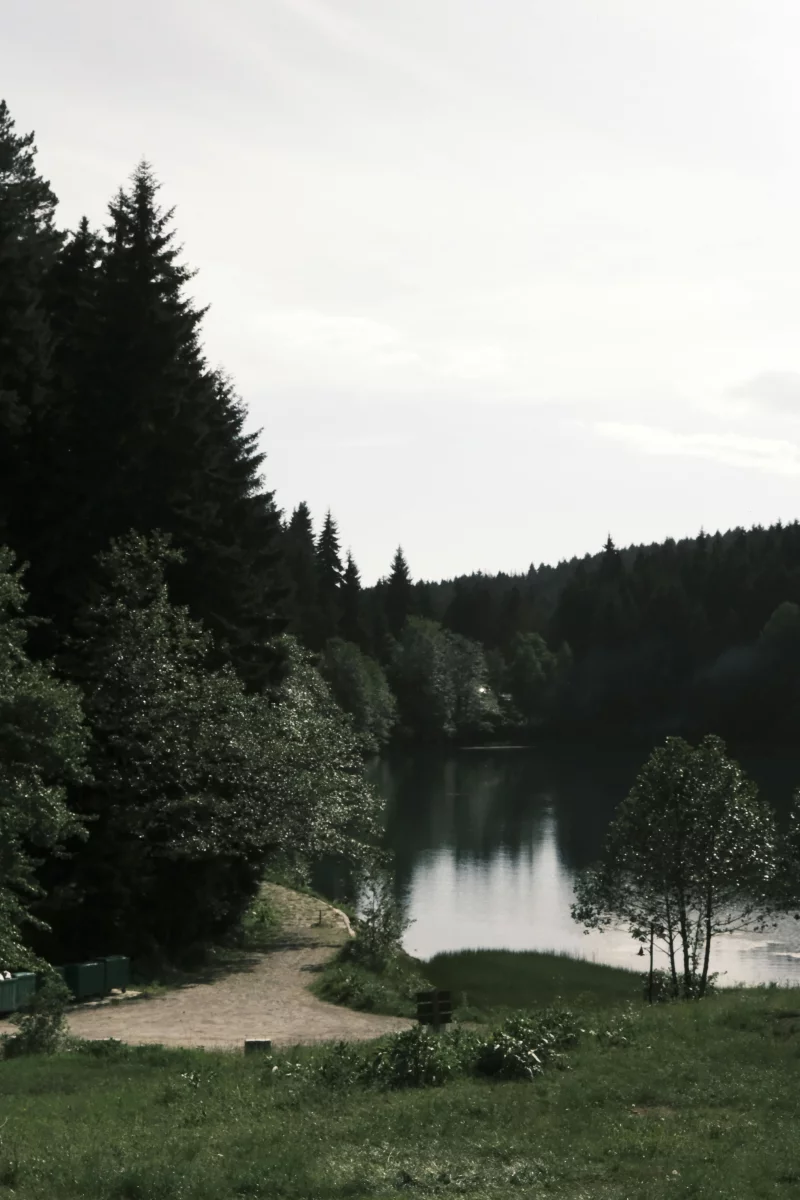 Peaceful forest lake setting with lush greenery and clear water reflections.