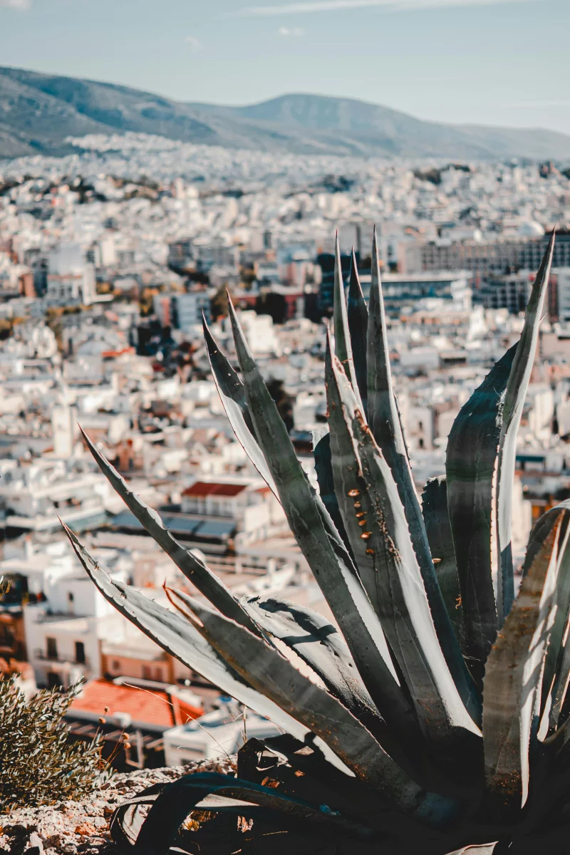 Agave plant overlooking a sprawling cityscape with mountains in the background on a sunny day.