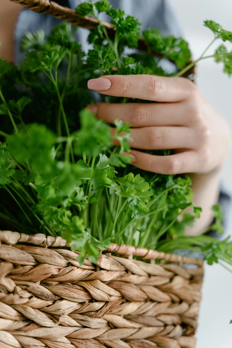 Close-up of a hand holding fresh cilantro in a woven basket, showcasing organic greens.