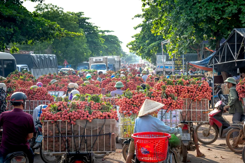 Vibrant scene of a street market in Bac Giang, Vietnam, showcasing fresh lychees.