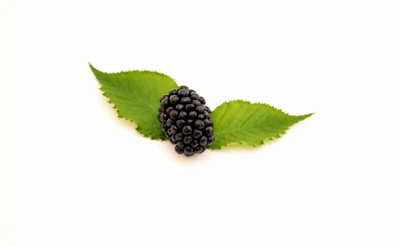 Closeup of fresh juicy blackberry with green leaves, isolated on white.