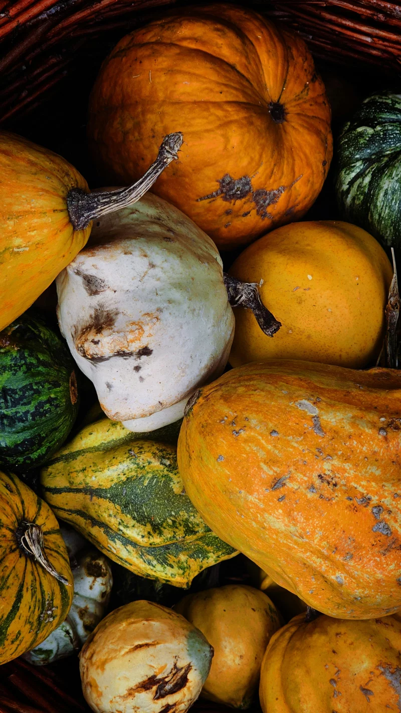 Vibrant collection of pumpkins and gourds in a wicker basket, perfect for autumnal decor.