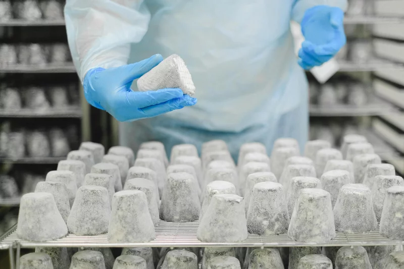 Close-up of a worker examining cheese in a production facility.