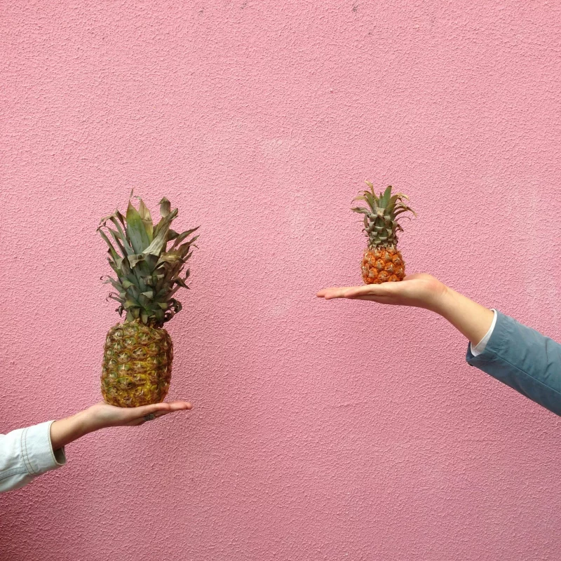 Two different-sized pineapples held against a vibrant pink wall, showcasing tropical fruit diversity.