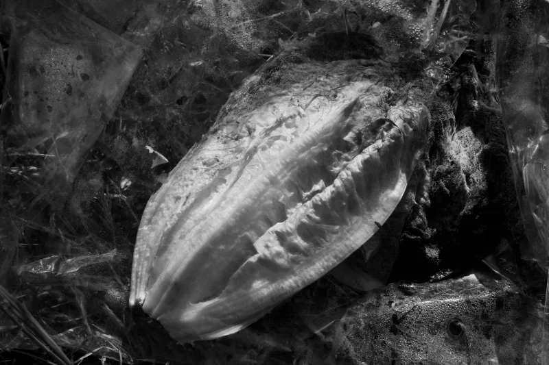 Dramatic black and white close-up of decaying lettuce highlighting textures and decomposition.