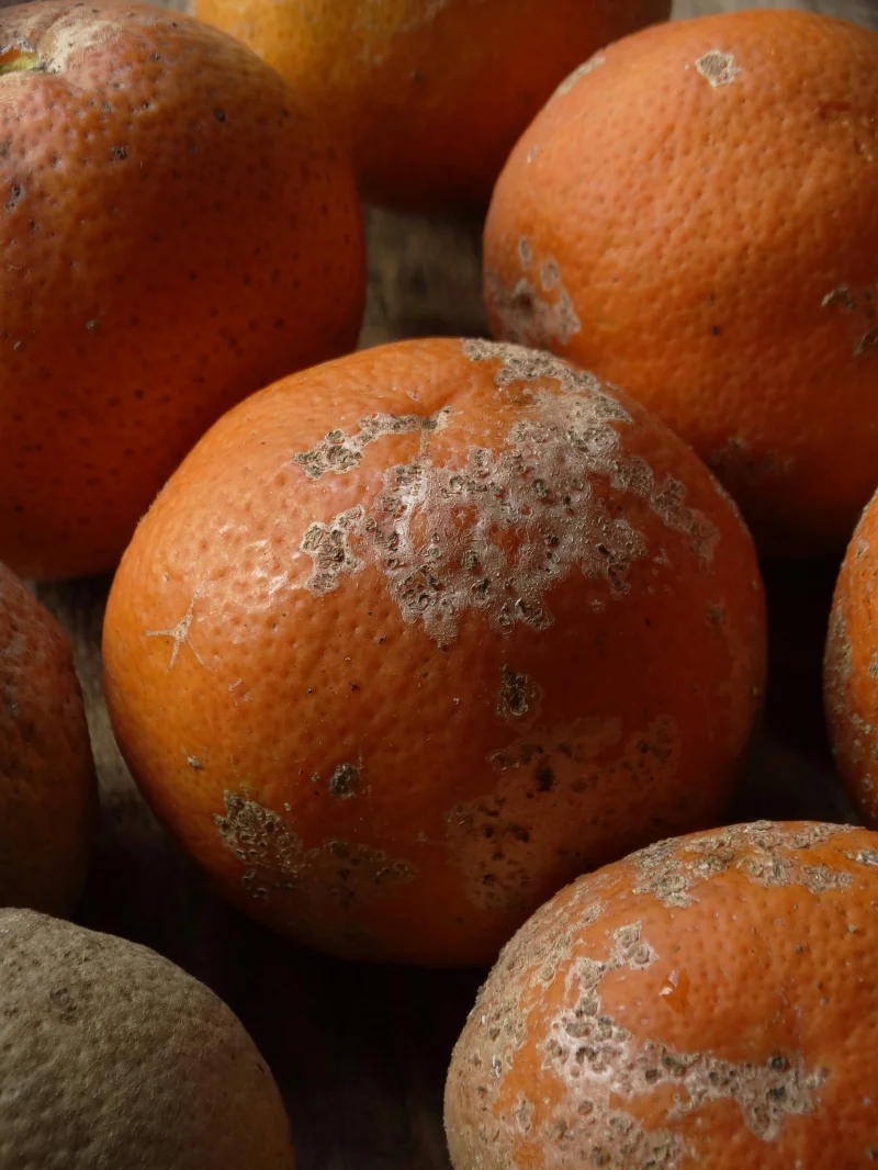 Detailed view of several rotting oranges with mold on a wooden background, emphasizing decay.