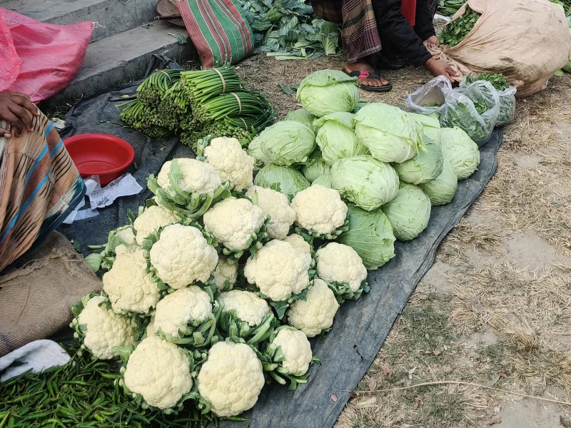 A vibrant display of fresh cabbages and cauliflower at an outdoor market, showcasing healthy vegetables.