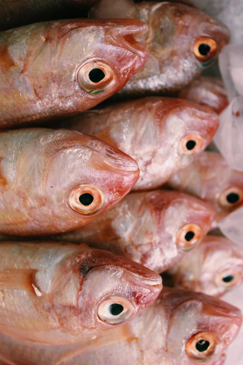 Close-up of fresh raw fish stacked at a seafood market, showcasing texture and freshness.