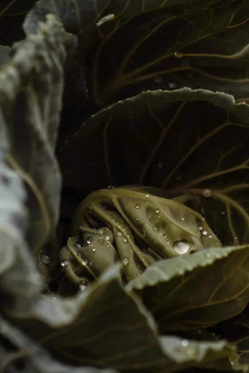 Detailed close-up photo of a fresh cabbage highlighted by water droplets, showcasing its lush green texture.