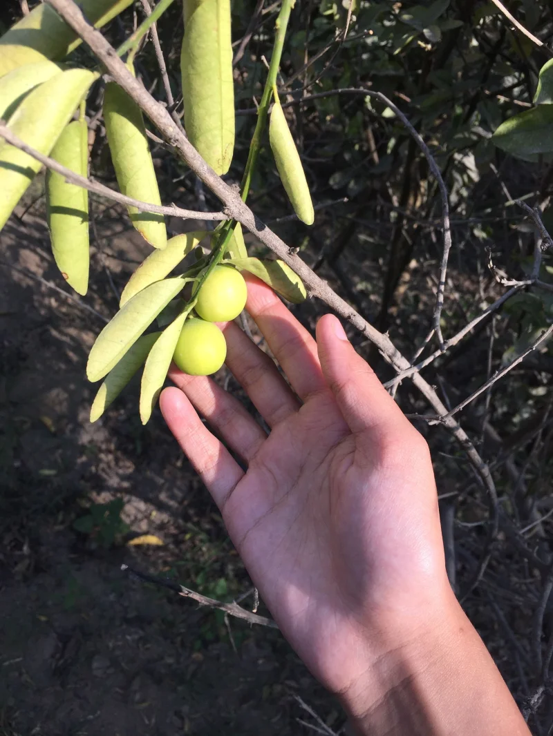 Close-up of a hand reaching to inspect green fruits hanging from a tree branch outdoors.