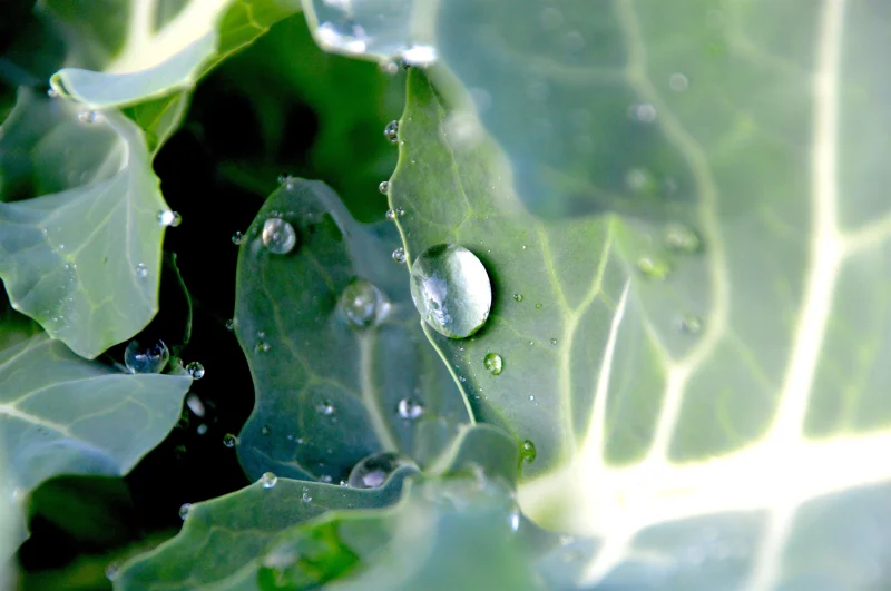 Close-up image capturing dewdrops on a green leaf with intricate texture.